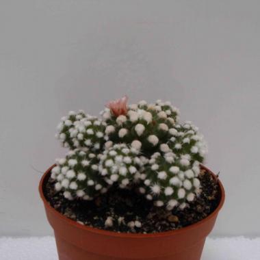 Mammillaria gracilis hibrida 